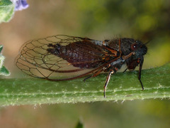 Platypedia vanduzeei