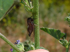 Platypedia vanduzeei