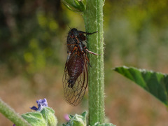 Platypedia vanduzeei