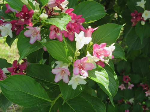 Image of Weigela coraeensis by (c) Marco Mussita, some rights reserved (CC BY)