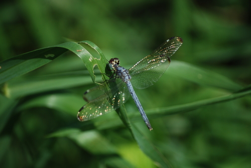 Pied-spot
