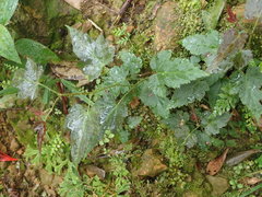 Idaeobatus