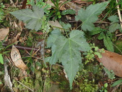 Idaeobatus