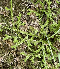 Selaginella douglasii