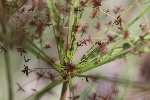 Cyperus microcephalus