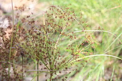 Cyperus microcephalus