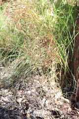 Cyperus microcephalus