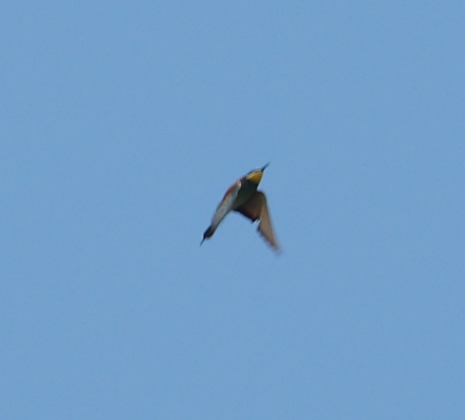 European Bee-eater
