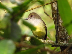 Myiarchus cephalotes