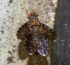 Trypetisoma sticticum