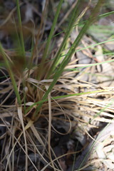 Cyperus microcephalus
