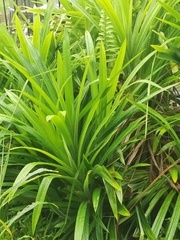 Pandanus amaryllifolius
