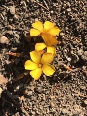Oxalis perdicaria