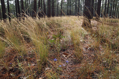 Aristida stricta