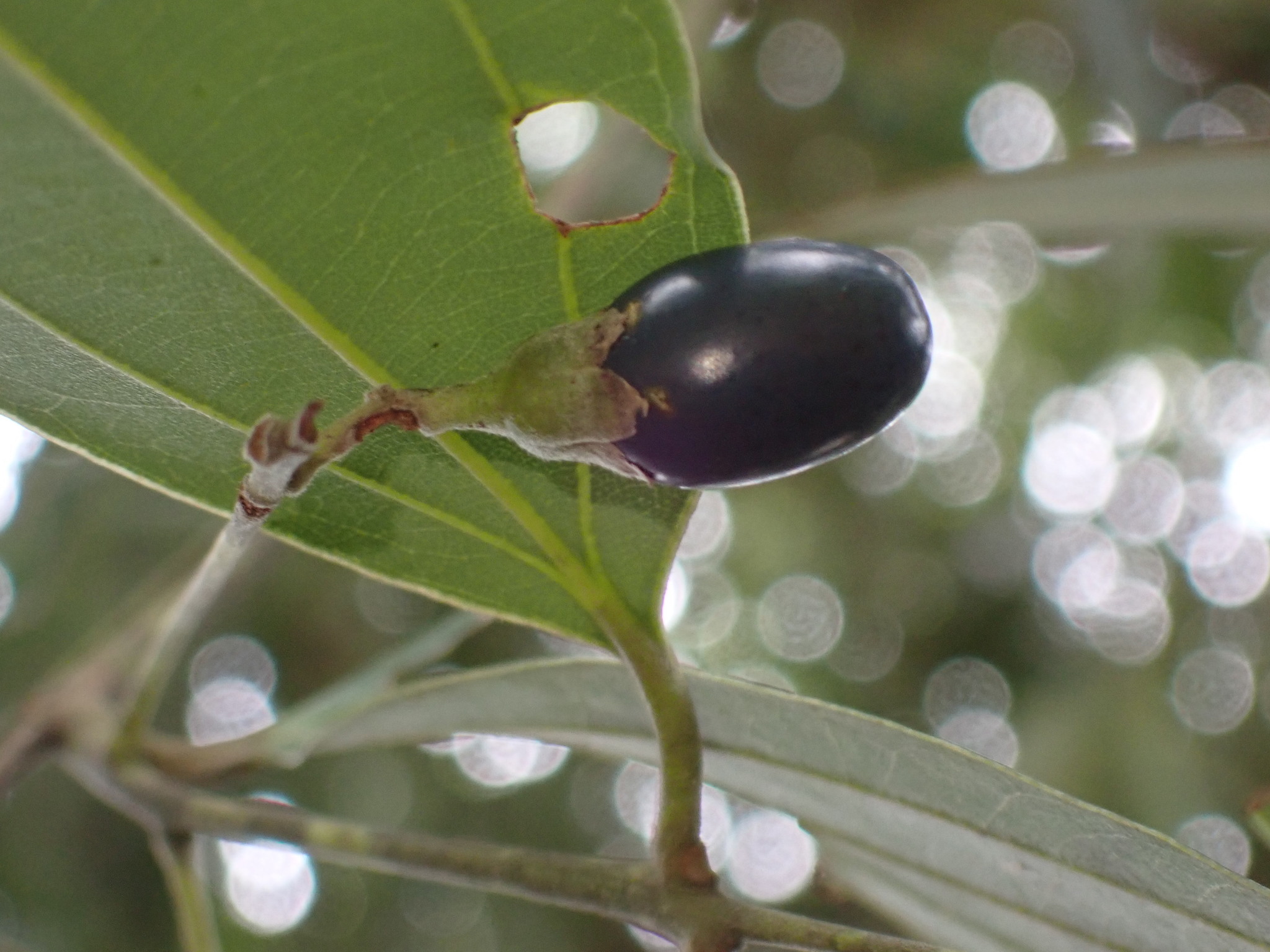 Cinnamomum burmanni — ảnh 2