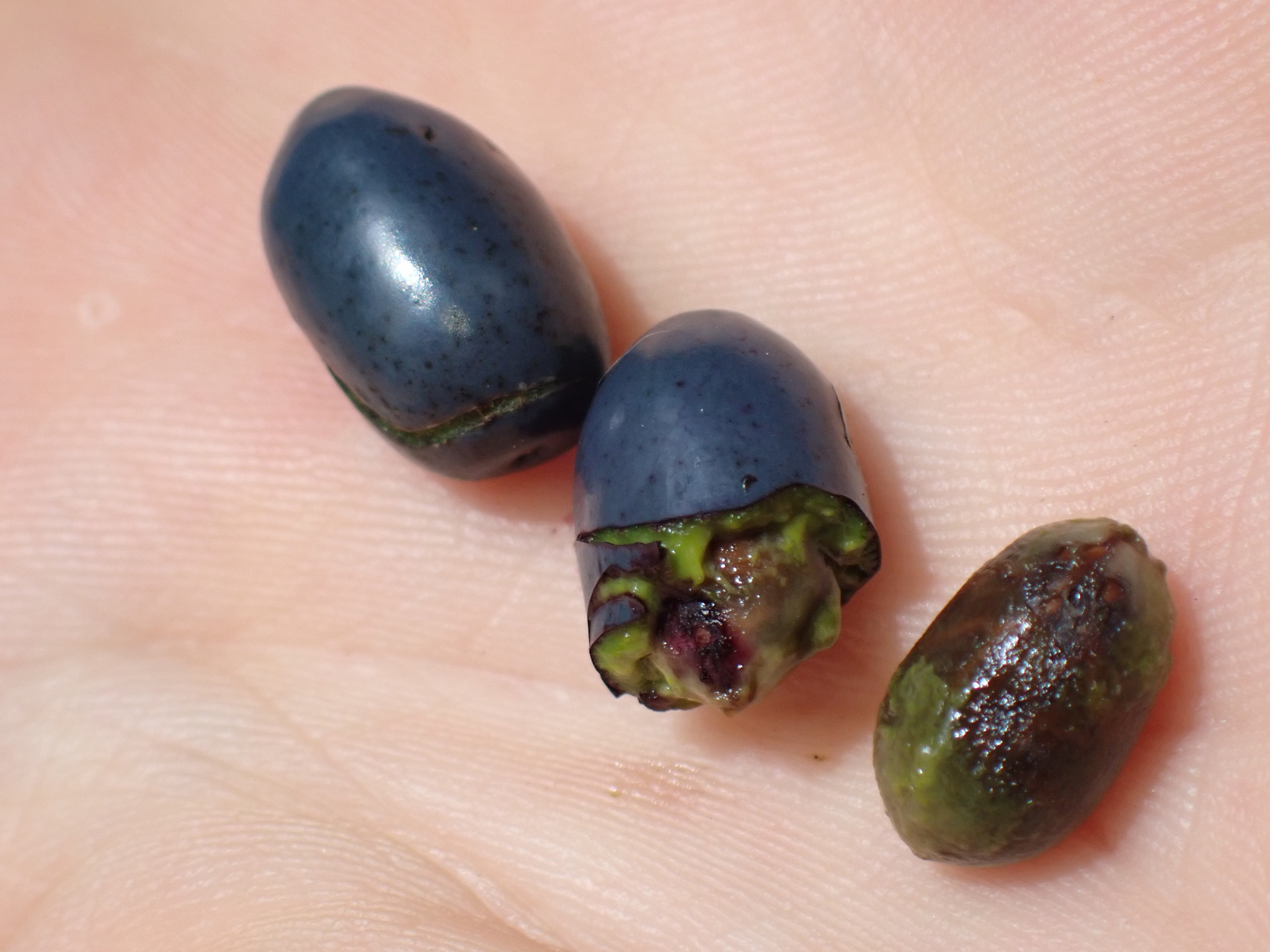Cinnamomum burmanni — ảnh 3