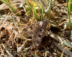 Heliothis punctifera