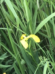 Iris pseudacorus