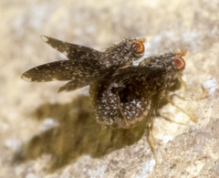 Trypetisoma sticticum