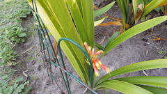 Clivia gardenii