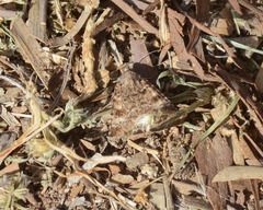 Heliothis punctifera