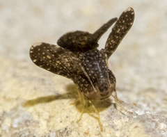 Trypetisoma sticticum