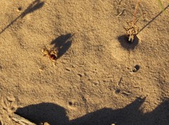 Dasymutilla snoworum