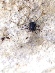 Paranemastoma quadripunctatum