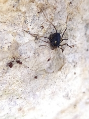 Paranemastoma quadripunctatum