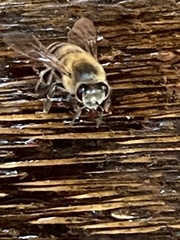 Apis mellifera