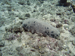 Holothuria whitmaei