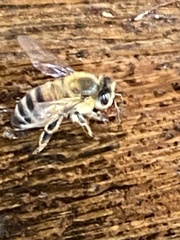 Apis mellifera