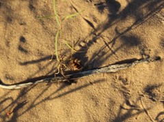 Dasymutilla snoworum