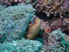 Gymnothorax melatremus