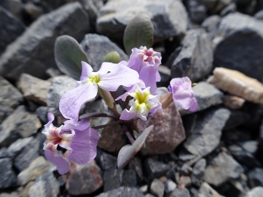 Euclidieae