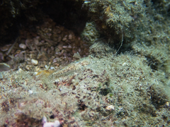 Synchiropus rosulentus