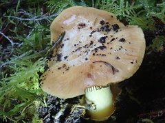 Cortinarius phalarus