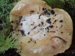 Cortinarius phalarus