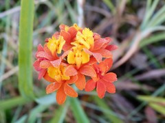 Epidendrum fulgens