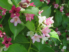 Weigela coraeensis
