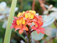 Epidendrum fulgens