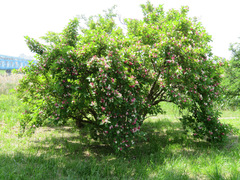 Weigela coraeensis
