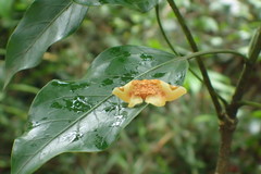 Pyrinioides sinuosus