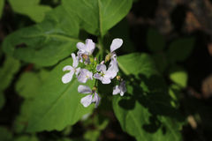 Cardamine constancei