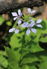 Cardamine constancei