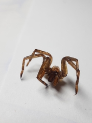 Gradungula sorenseni