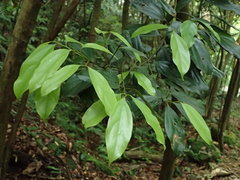 Cryptocarya chinensis