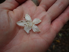 Alniphyllum pterospermum
