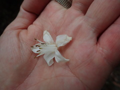 Alniphyllum pterospermum