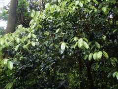 Cryptocarya chinensis